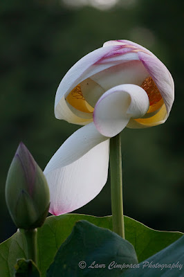 Nelumbo nucifera Floare de Lotus flower Lotosblume fiorediloto