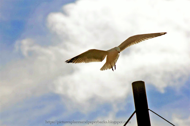 Auckland: Bird Watching