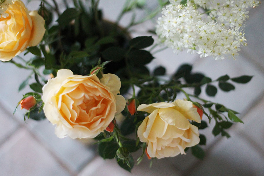 fleurs-arbre-photo-rose fleurs-arbre-photo-rose