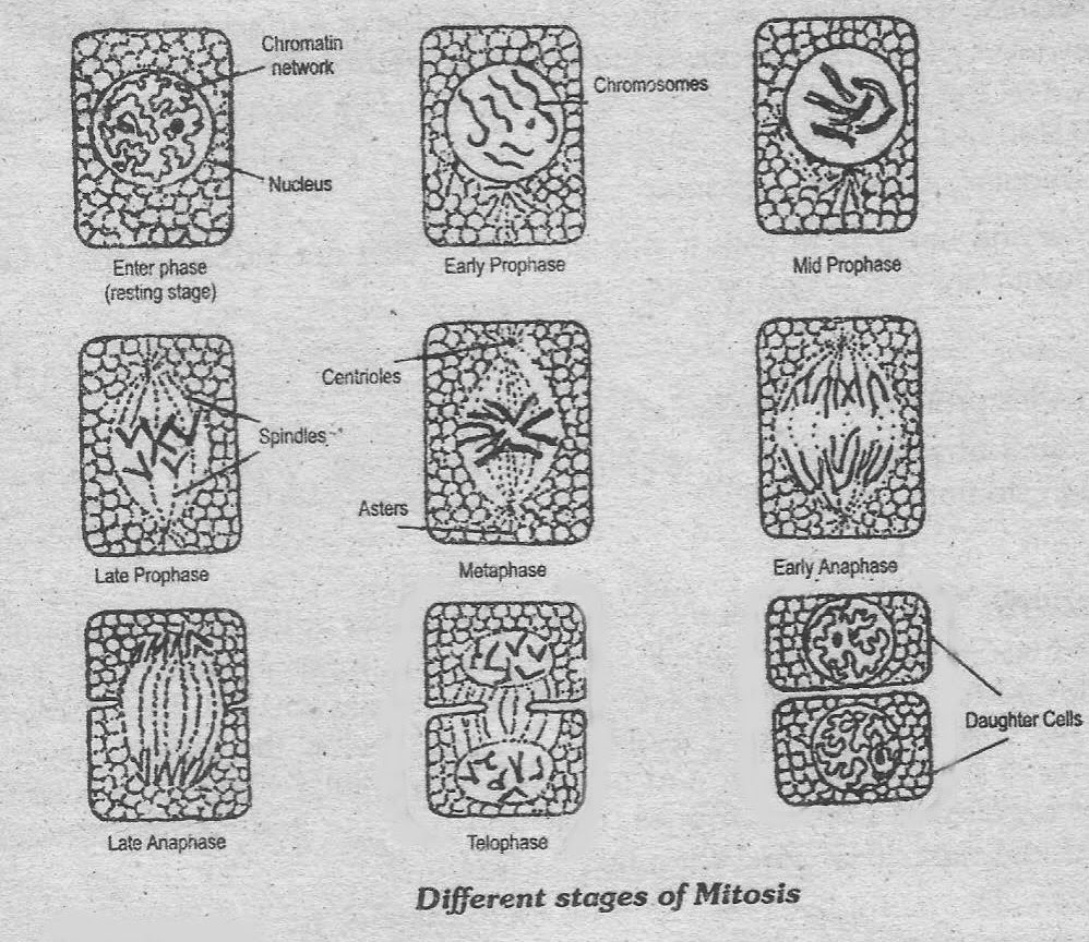 Notes Guide Book Describe the different phases of mitosis with the Biology Diagrams