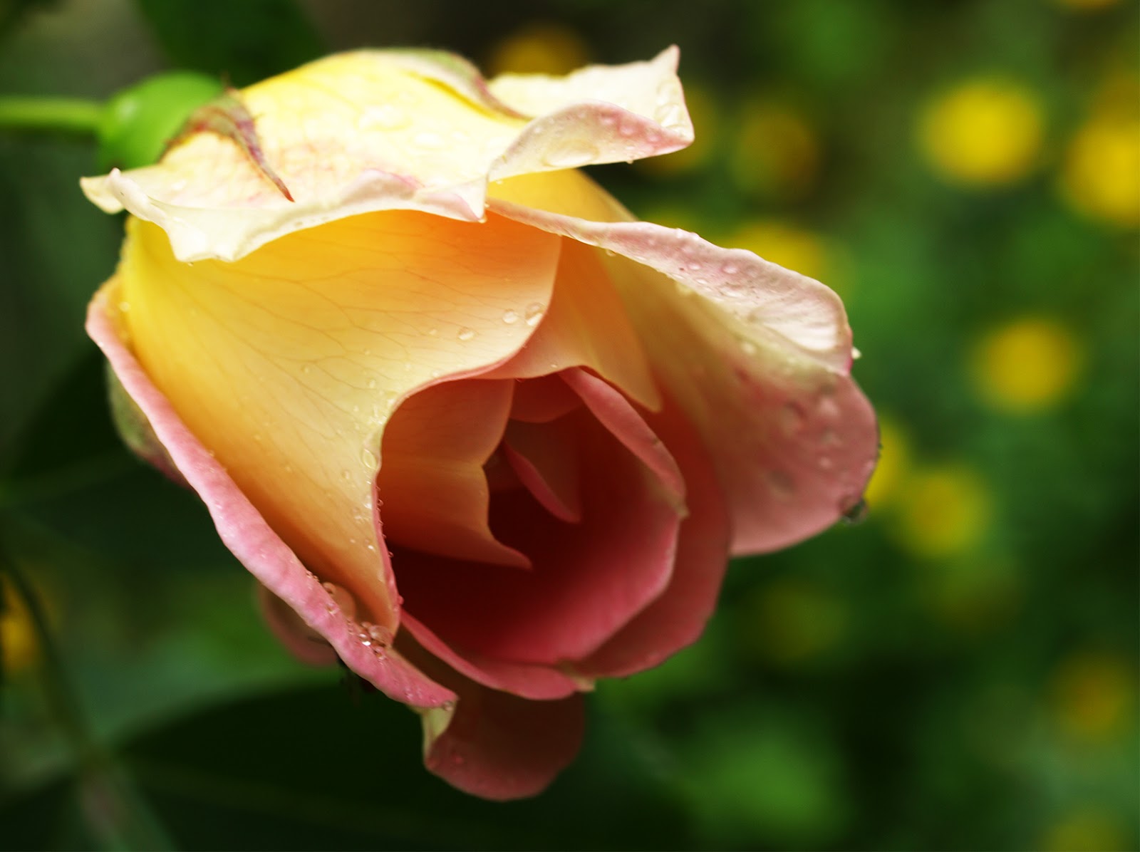 my favourite flower rose The size of these flowers differ from plant to plant rose plant is used in garden to decorate by (10) my family essay (6) my favorite subject (7) my favourite. my favourite flower rose The size of these flowers differ from plant to plant rose plant is used in garden to decorate by (10) my family essay (6) my favorite subject (7) my favourite.