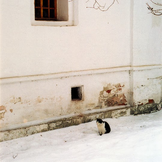 cat of Moscow russia