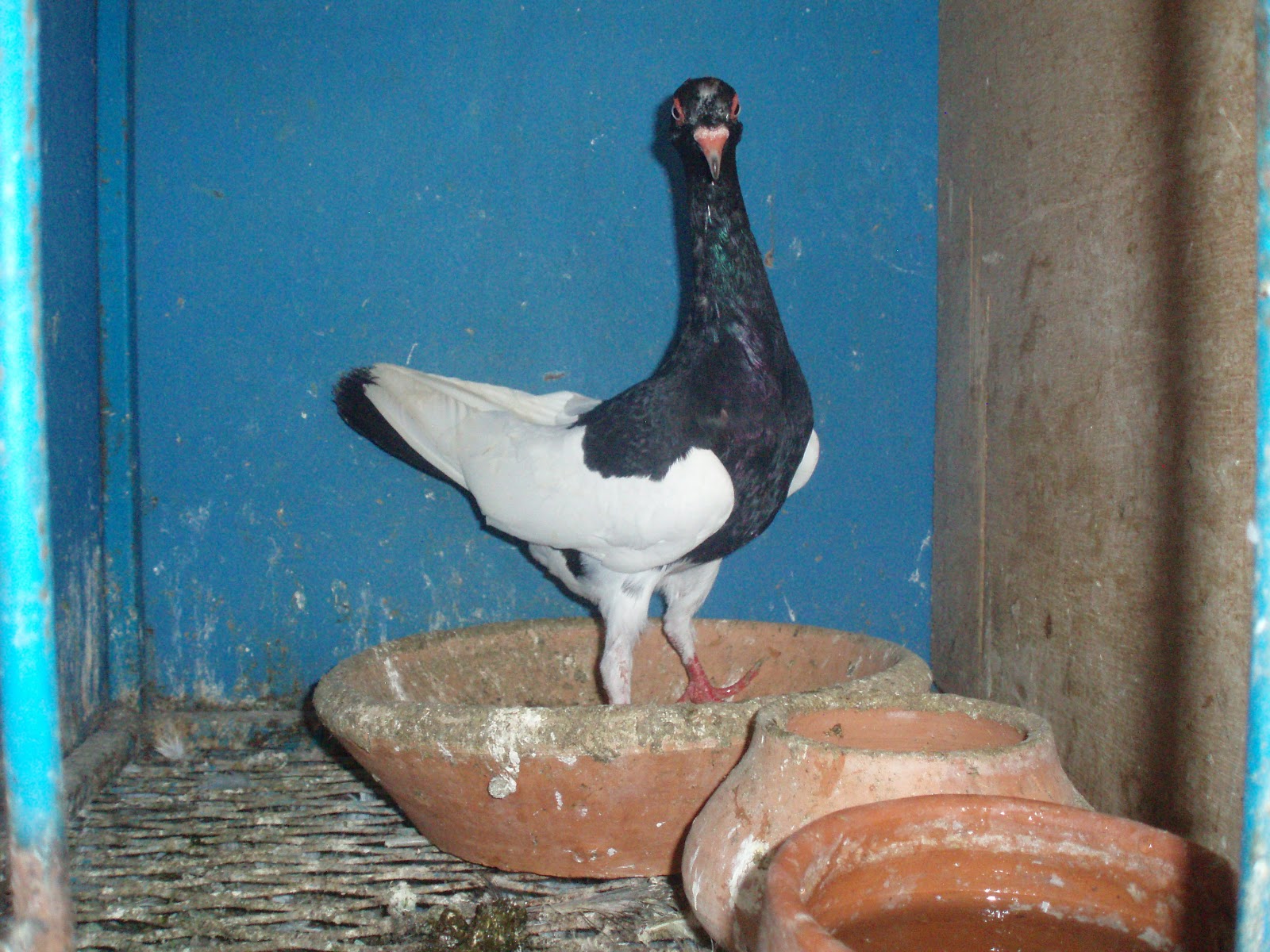 Pigeon De Race PIE ANGLAIS