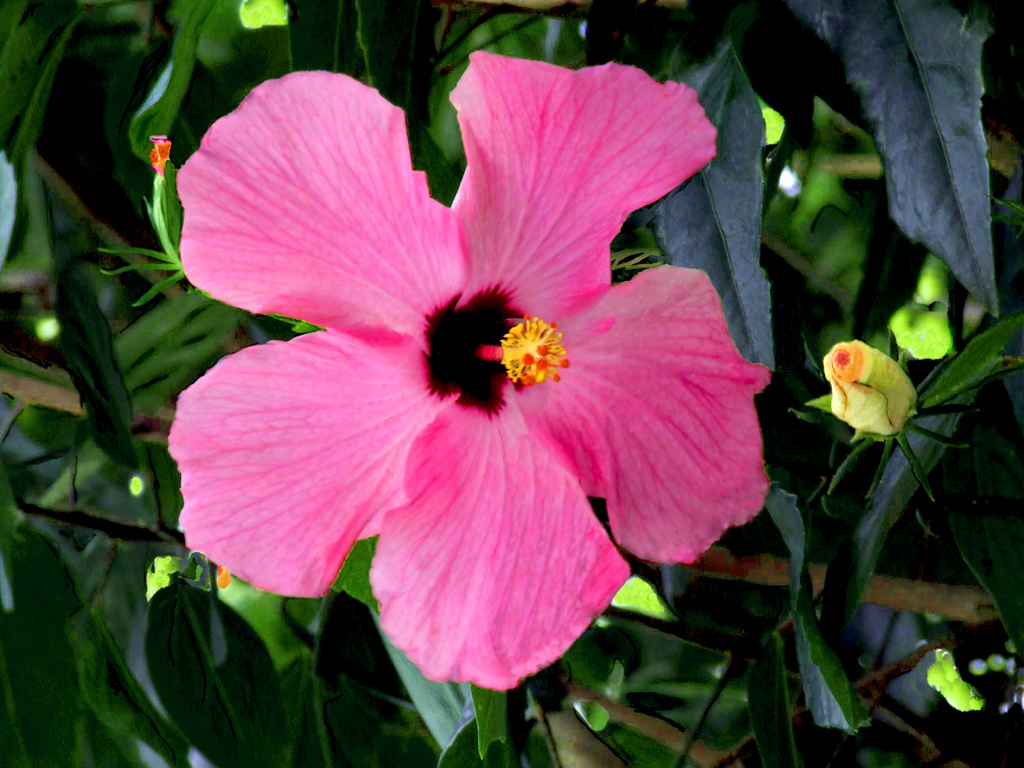 Parts Of Gumamela Flower With Label And Functions Foo vrogue.co