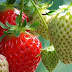 FDA Investigates Outbreak of Hepatitis A Illnesses Linked to Frozen Strawberries