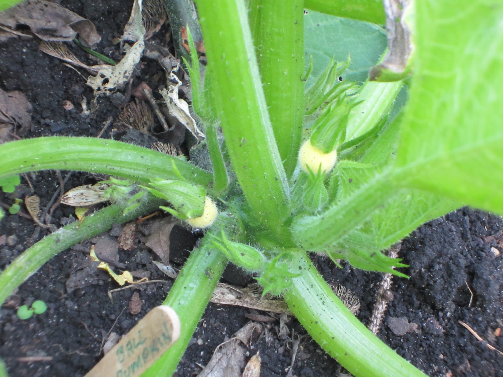 Connected Roots Garden Tiny squash trying to fruit early