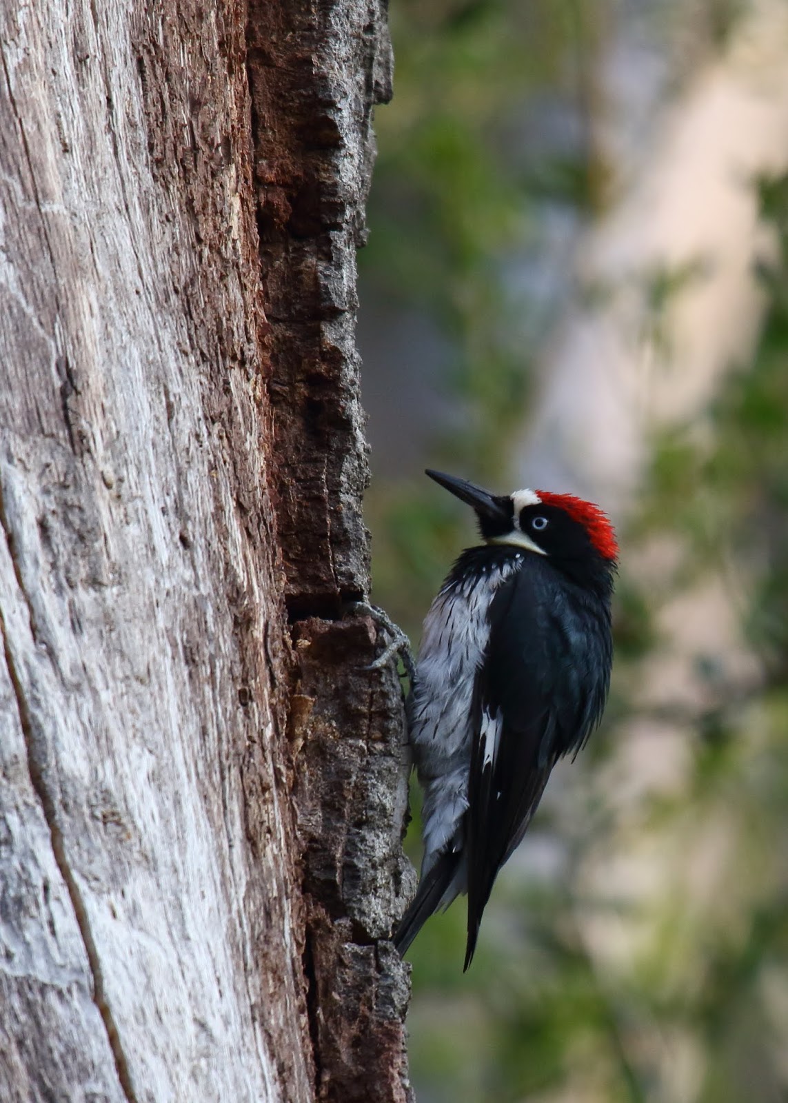 Acorn Woodpeckers at Blue Sky Ecological Reserve - Greg in San Diego