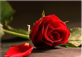 Red Rose