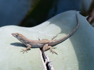 Photos de lézards de Cuba non identifiés Photos de lézards de Cuba non identifiés