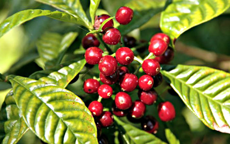 Bioestimulación Bioestimulación