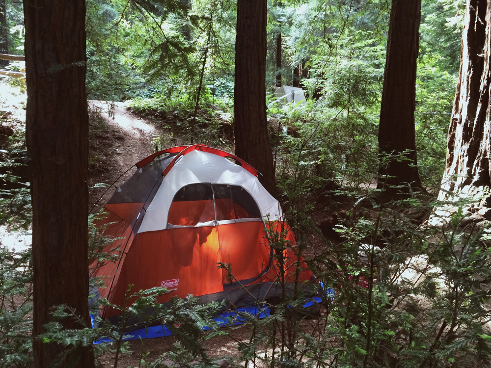 fieldnotes from catie fieldtrip to muir woods