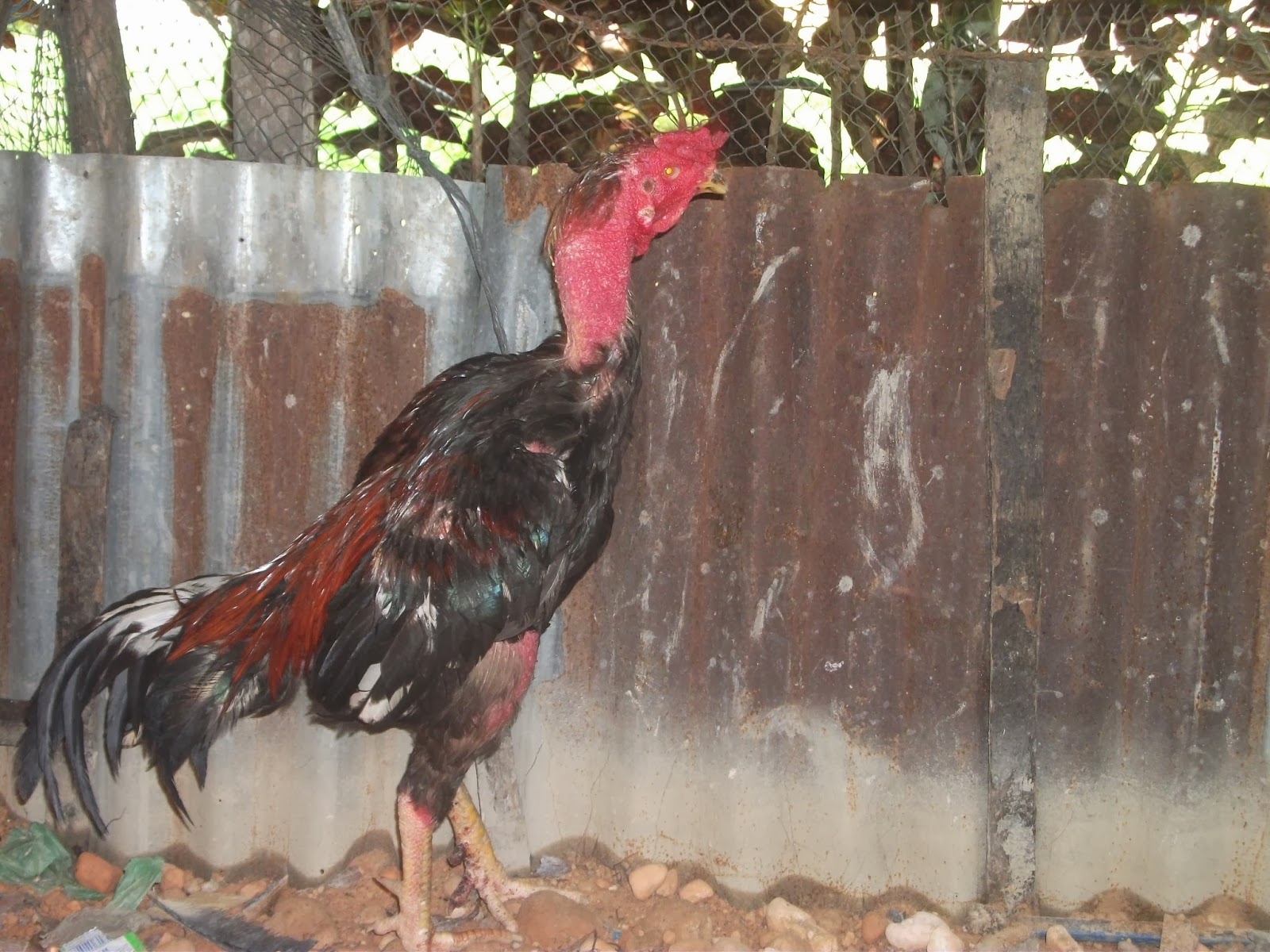 Kelebihan dan Kekurangan Ayam Saigon: Apakah Mereka Layak Dipelihara?