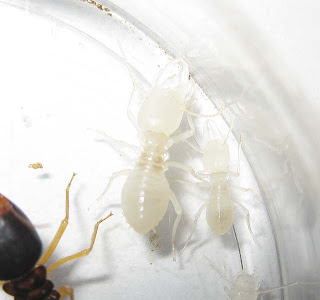 A major and minor soldier nymph of Macrotermes carbonarius