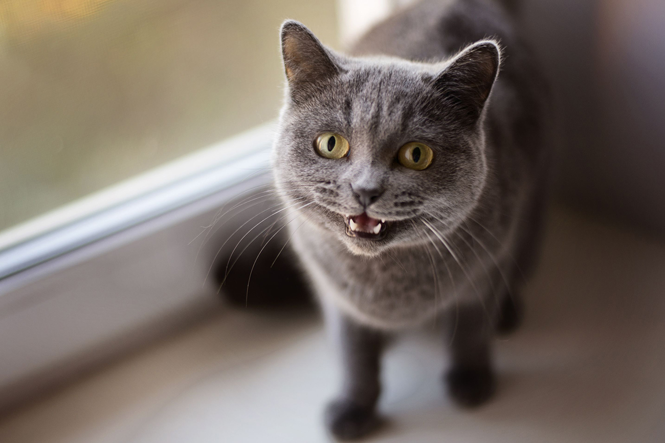 Why Cats Chew Electrical Cords & How to Stop the Behavior