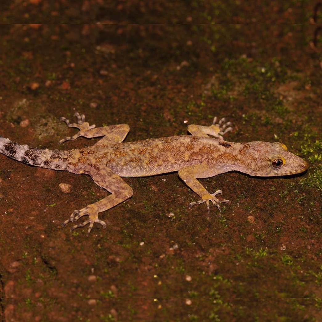 Species New to Science [Herpetology • 2019] Cnemaspis shevaroyensis