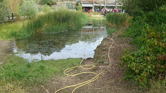 Mile End Park's Eco Pond in a state of disrepair