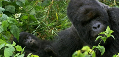 Attenborough's Life Stories Episode # 3 Our Fragile Planet PBS Nature Mountain Gorillas Conservation