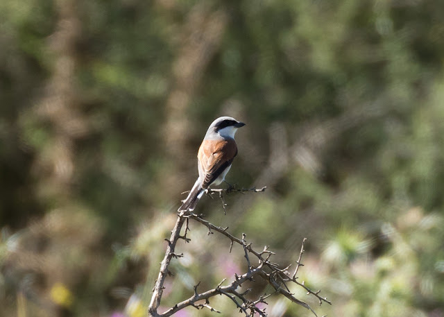 Red-backed Shrike - Anarita Park, Cyprus Red-backed Shrike - Anarita Park, Cyprus