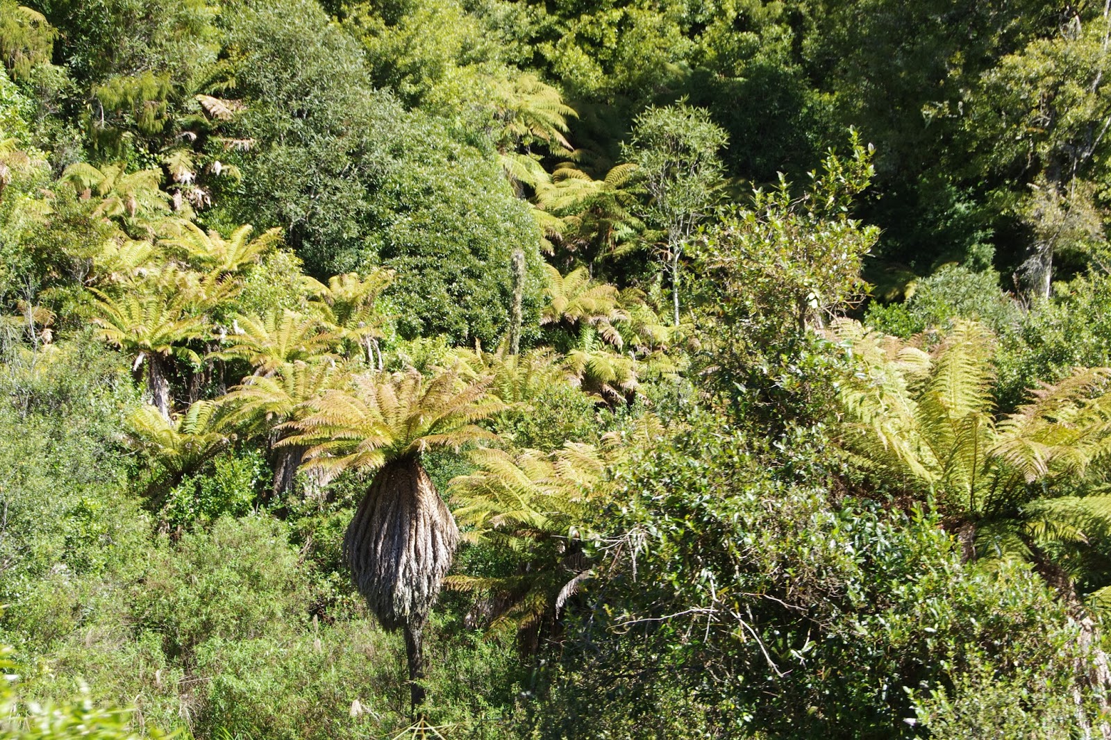 Travels and Birds Rotorua SelfDrive Rail Cars