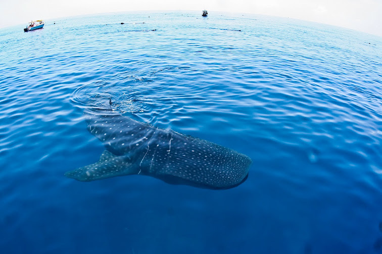 Tiburón Ballena (Isla Mujeres)