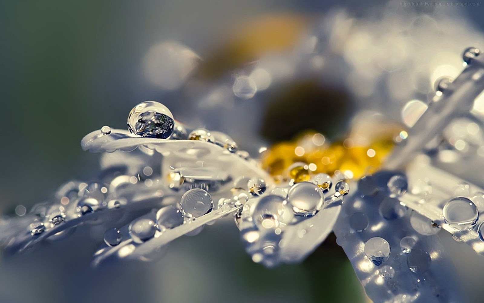 Poetry Background Wallpapers ~ Free Wallpaper Dowload For Destop