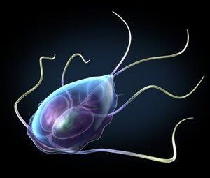 o que e giardia lambria