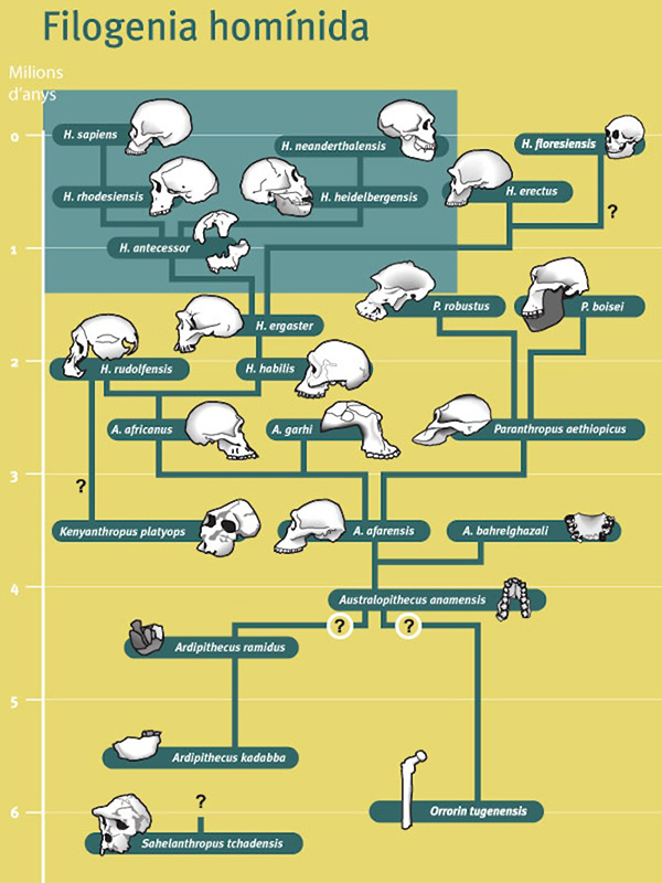 Obstinados Navegantes En Océanos De Incertidumbre El Rompecabezas De La Evolución Humana
