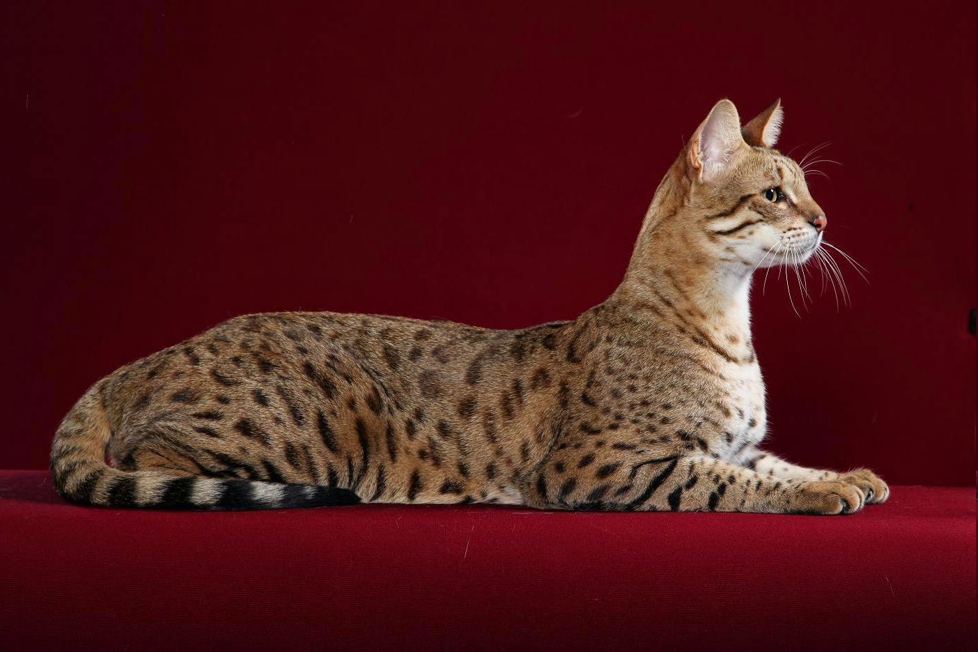 Most Expensive Cats in the World The Pet Net