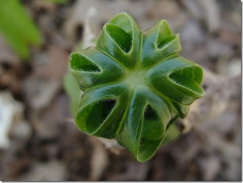 mayapple top