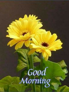 good morning flower images