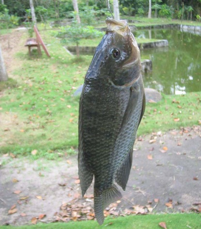 cara mancing ikan nila besar, cara mancing ikan nila gif, Cara Mancing Ikan Nila Liar, mancing ikan nila 2015, resep umpan mancing ikan nila, umpan mancing ikan nila malam hari, http://habinos.blogspot.co.id/2015/09/inilah-trik-dan-cara-mancing-ikan-nila.html