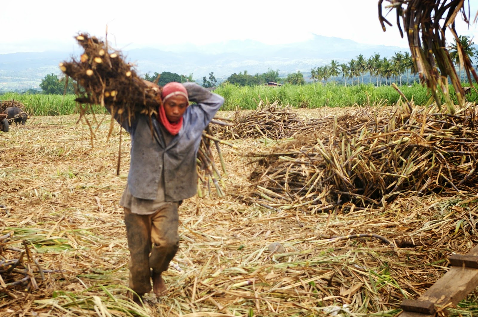 textspin Sugar Cane Farmers in the Philippines