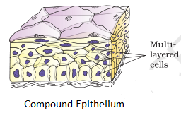 Compound Epithelium