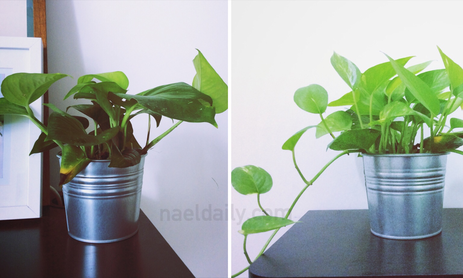 Money Plant Ikea Home Safe Money Plant Ikea Home Safe