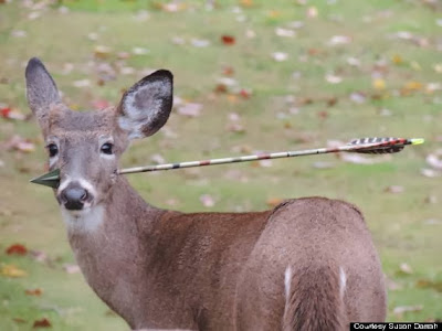 Deer With Arrow In Its Head Rescued In New Jersey
