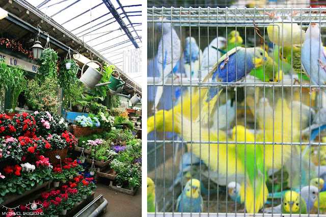 My Travel Background : #ParisPromenade : l'île de la Cité, le marché des oiseaux ou aux fleurs rue de Lutèce