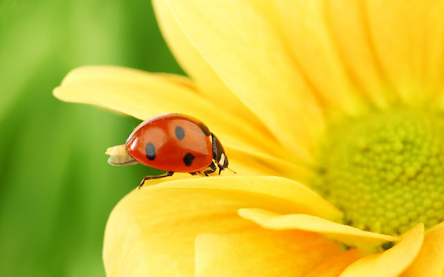 Close up wallpaper with a ladybug walking on a yellow flower and he is showing his wings and is ready to fly