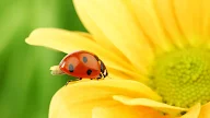 Ladybug Wallpapers Quotes, Lady Bug Wallpaper HD | PixelsTalk.Net, Feb 12, 2021 · original resolution: