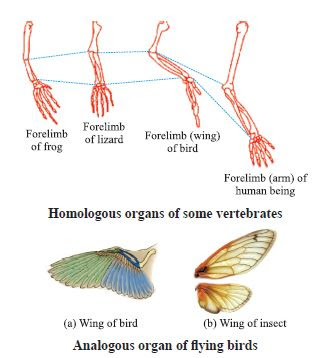Analogous organ of flying birds