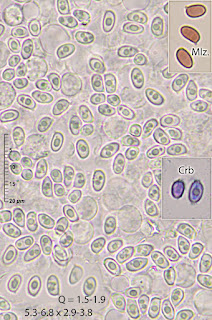 Leucocoprinus cygneus
