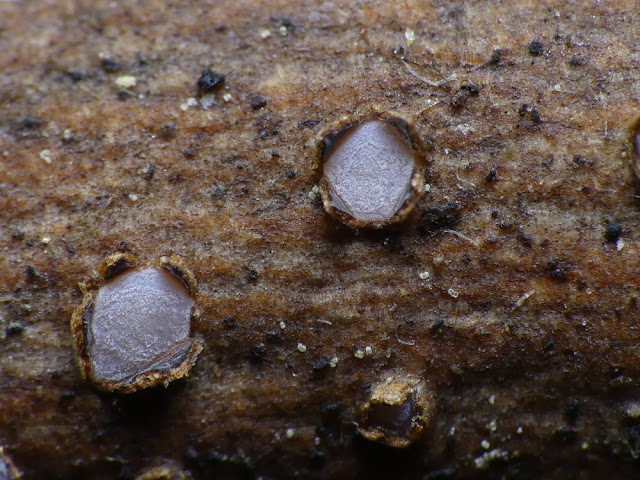 Propolis farinosa
