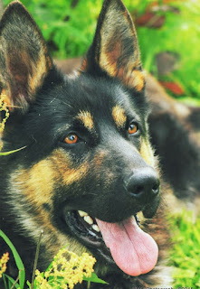 Wellness dog. German shepherd dog for sell