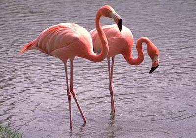 Animals That Start With F - Flamingo Animals That Start With F - Flamingo