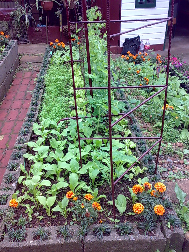Backyard Gardening HomeMade Tomato Cages