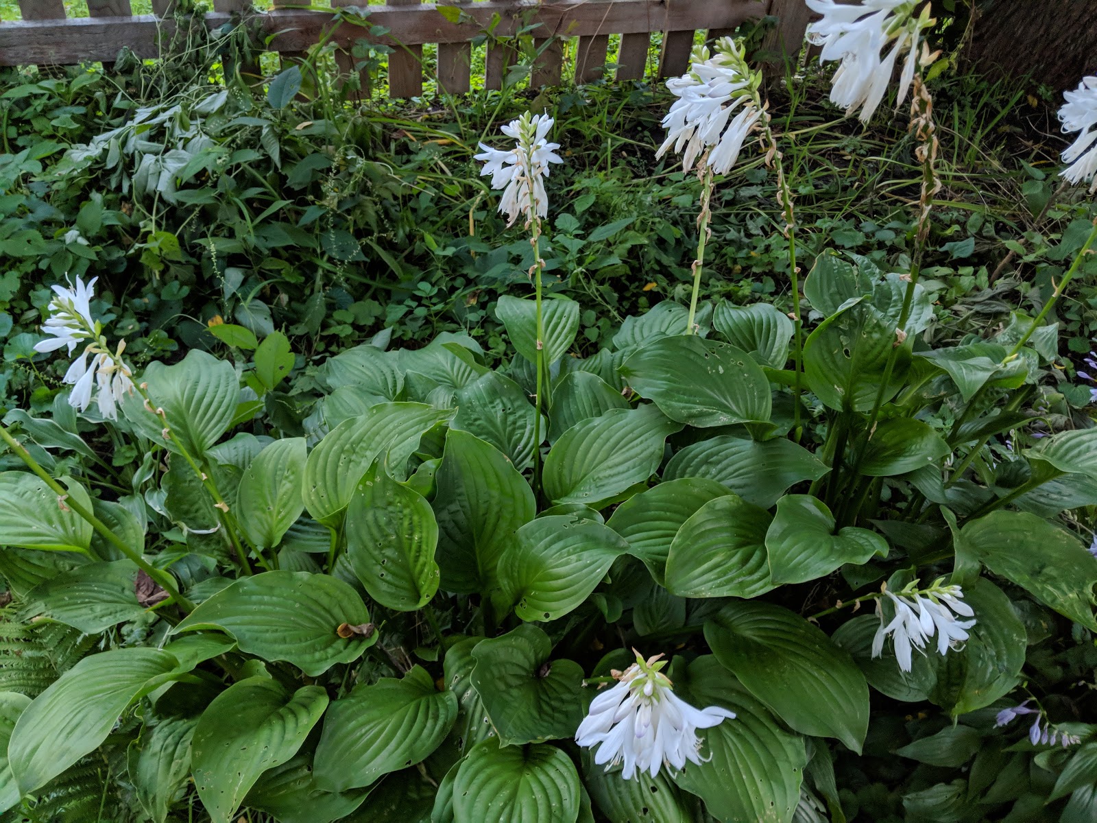 Hostas are Blooming White Flowers, Glossy Leaves