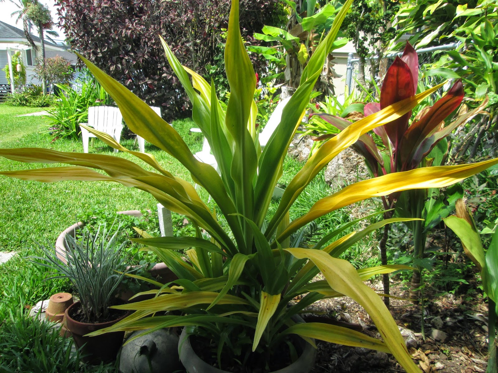 Spider Lily Hawaii Golden Crinum Tropical Plants Plant Yellow Leaves Notes ...