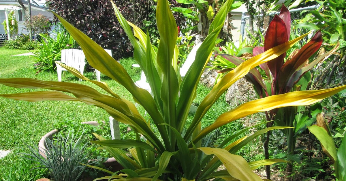 Garden Notes from Hawaii GOLDEN SPIDER LILY (Crinum xanthophyllum)