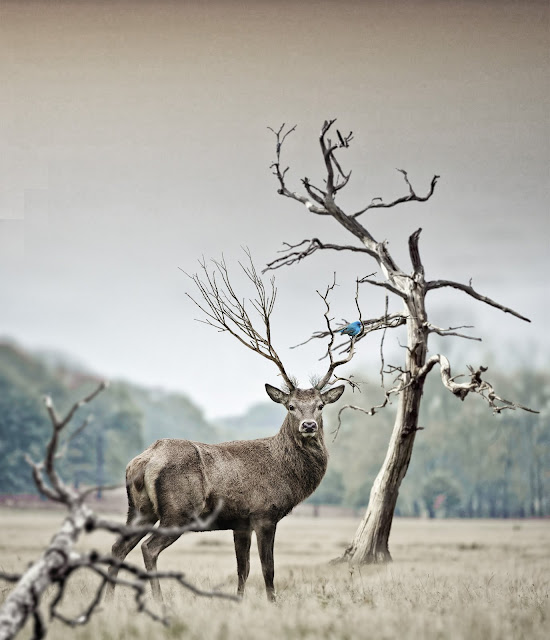 Animal images Animal images