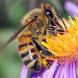 abelhas -a apicultura no Brasil