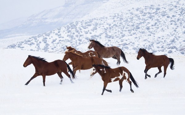 Horses Running on Ice HD Pictures Widescreen